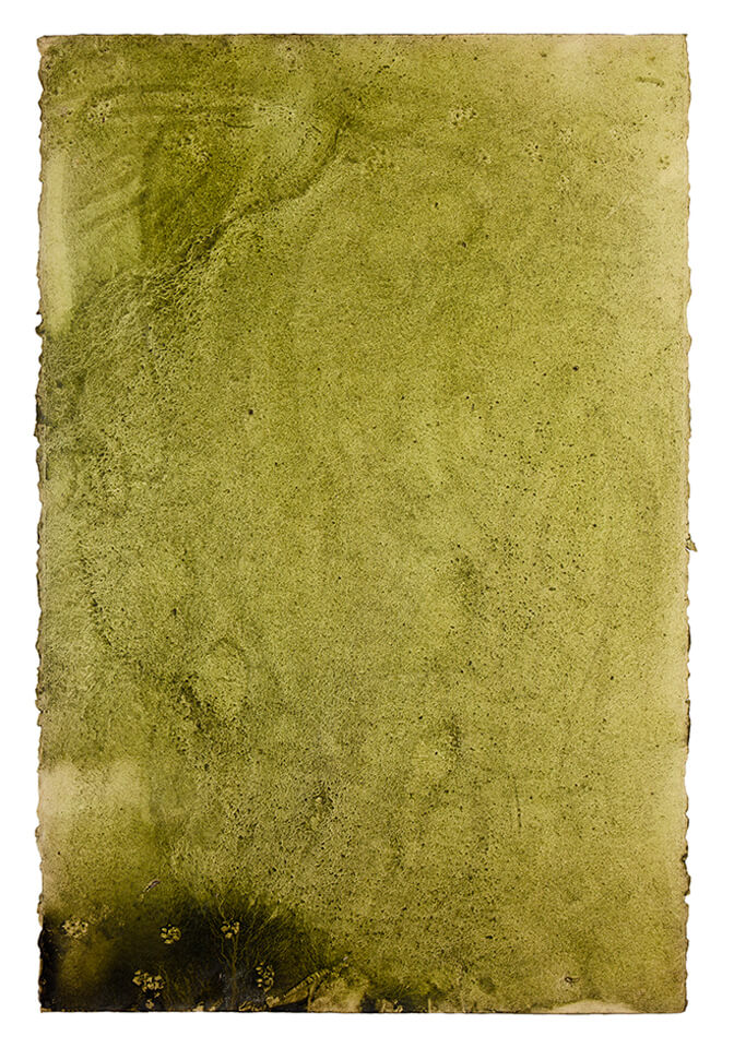 chontaduro papel 14.jpg